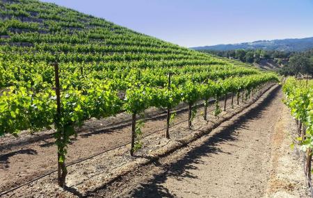 Croad Vineyards Image