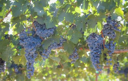 Le Vigne Winery Image