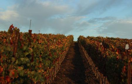 Niner Wine Estates Image