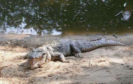 Madras Crocodile Bank, Chennai | Ticket Price | Timings | Address: TripHobo