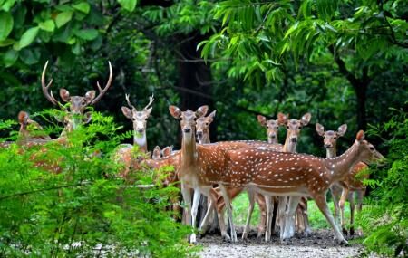 Bibhutibhushan Wildlife Sanctuary Image