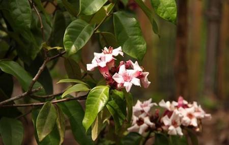 Pha Tad Ke Botanical Garden Image