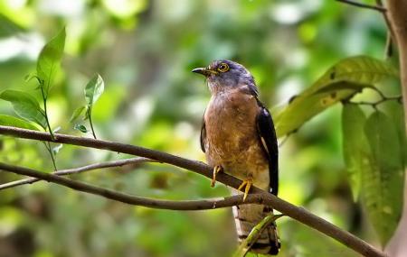 Chintamoni Kar Bird Sanctuary Image
