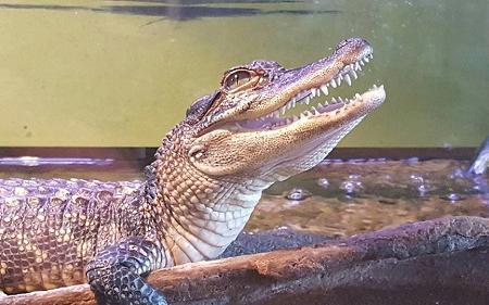 Witt Stephens Jr. Central Arkansas Nature Center Image