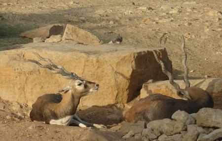 Riyadh Zoo Image