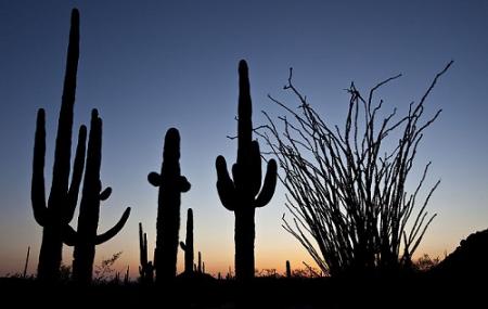 Sonoran Desert National Monument Image