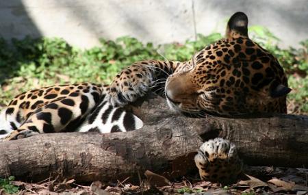 Ellen Trout Zoo Image