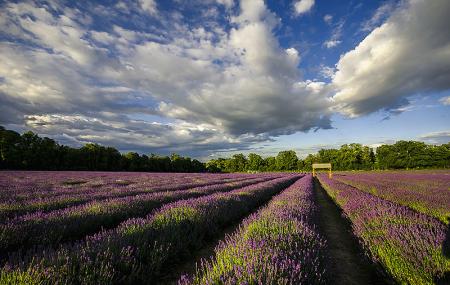 Mayfield Lavender Farm Image