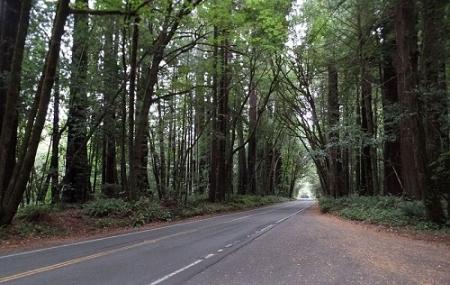 Avenue Of The Giants Forest Image