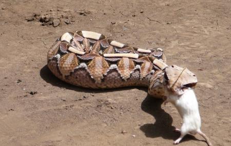 Meserani Snake Park Image