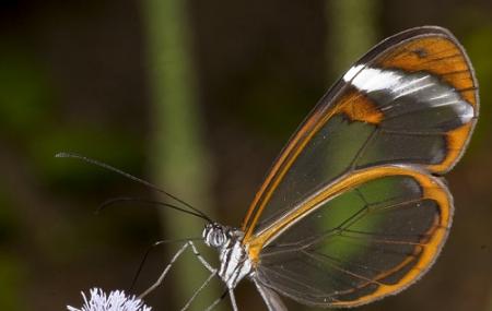 Butterfly Conservatory Image