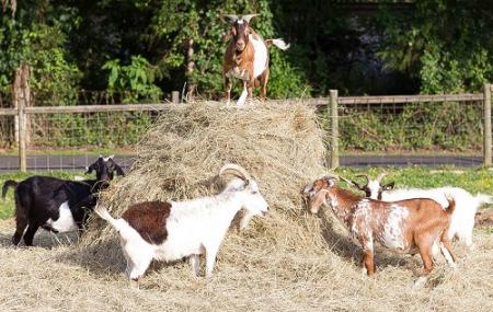 Little Ponderosa Zoo Image