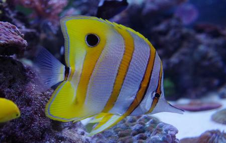 The Aquarium Of The Pacific Image