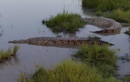 Crocodile Encounter Image
