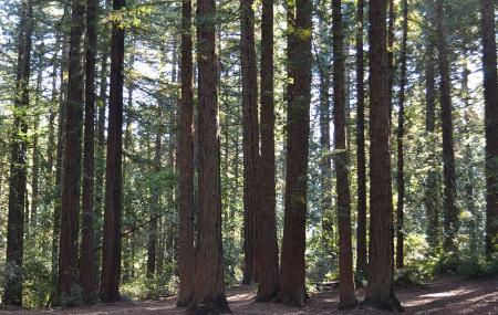 Redwood Regional Park Image