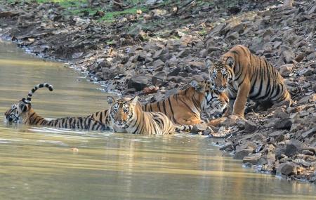 Tadoba National Park Image