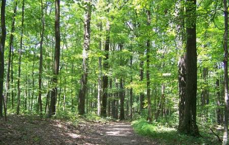 Hoosier National Forest Image
