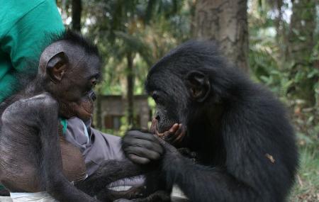 Lola Ya Bonobo Image