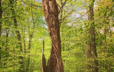 Tiffany Creek Preserve Image