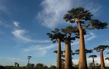 Avenue Of The Baobabs Image