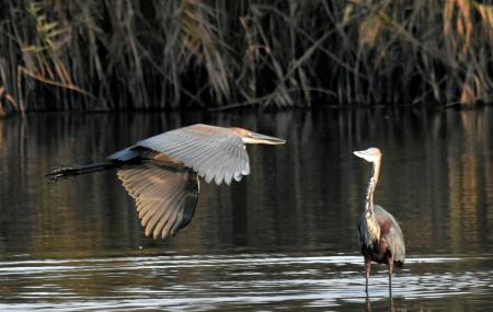 Korsman Bird Sanctuary Image