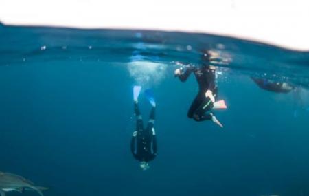Umkomaas Lodge Dive Charter Image
