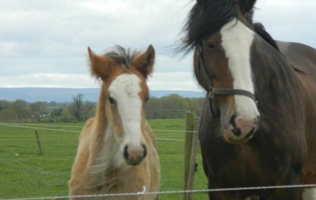 Tullamore Pet Farm Image