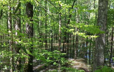Cheatham Wildlife Management Area Image