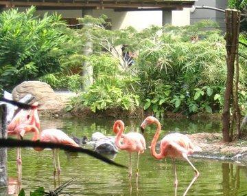 Cali Zoo Image