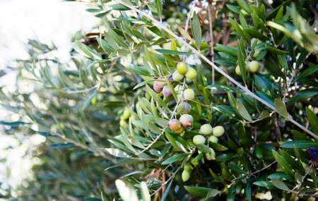 California Olive Ranch Image