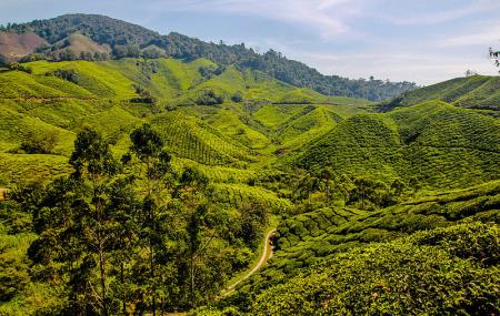 Boh Tea Estate Image
