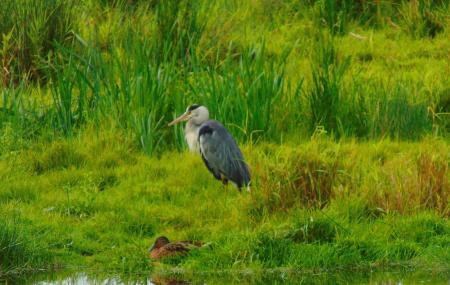 Rspb Baron's Haugh Image