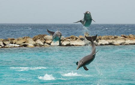 Seaquarium Curacao Image