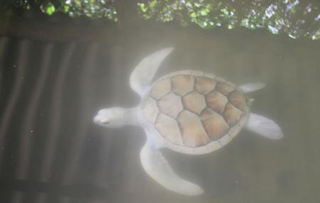 Turtle Hatchery Image