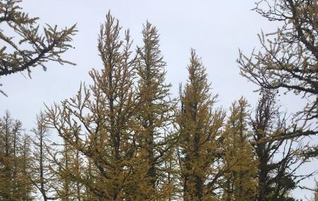 Lolo National Forest Image
