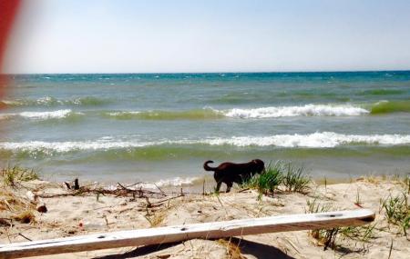 are dogs allowed at silver lake state park michigan