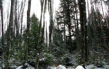 Nicolet National Forest Image