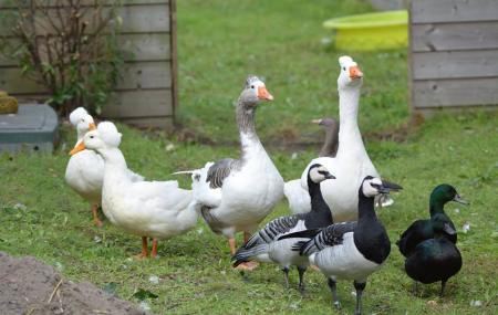 Parc Zoologique De Fort-mardyck Dunkerque Grand Littoral Image