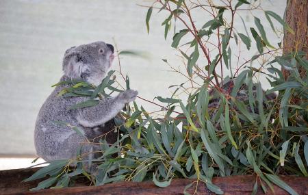 Cohunu Koala Park Image