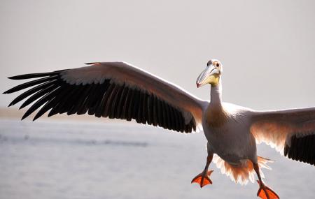 Pelican Point Kayaking Image