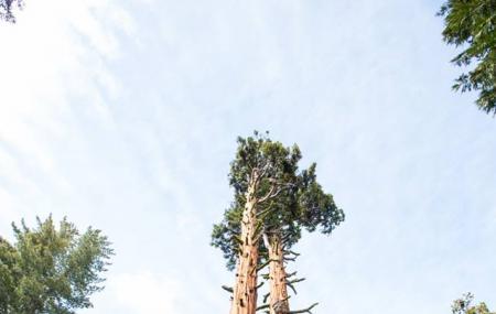 Tahoe Treetop Adventure Park Image