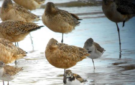 Wolf Island National Wildlife Refuge Image