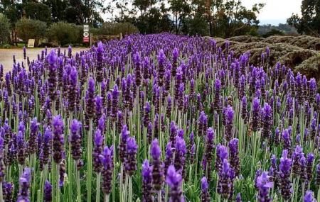 Warratina Lavender Farm Image