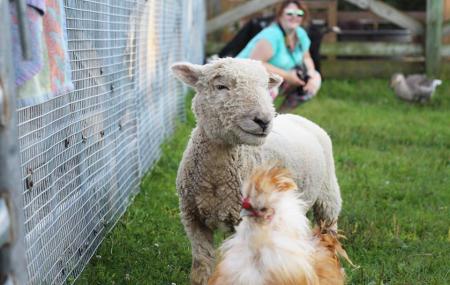 Lambs Farm Image