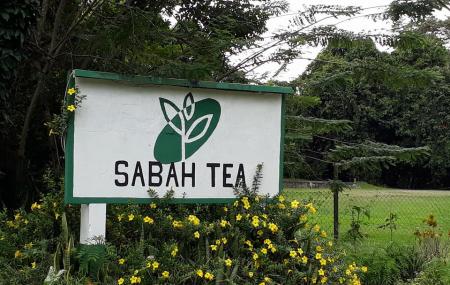 Ladang Teh Sabah Image