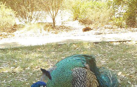 Shoalhaven Zoo Image