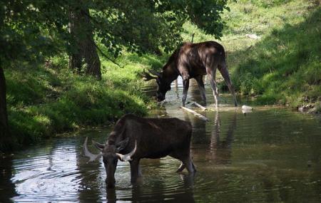 Wildpark Poing Image