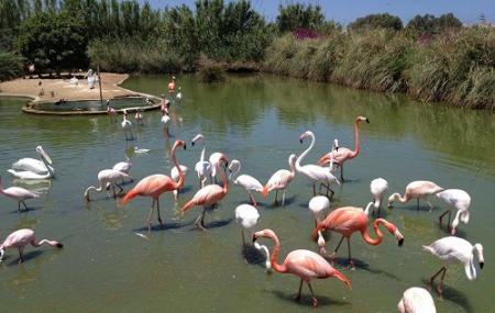 Bird Park Malta St Paul S Bay Ticket Price Timings Address Triphobo