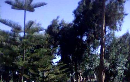 Selva Alegre Park Image