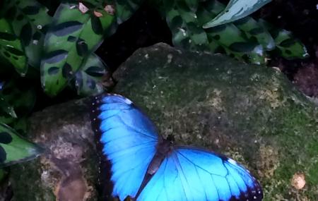 Butterfly Rainforest At The Florida Museum Of Natural History